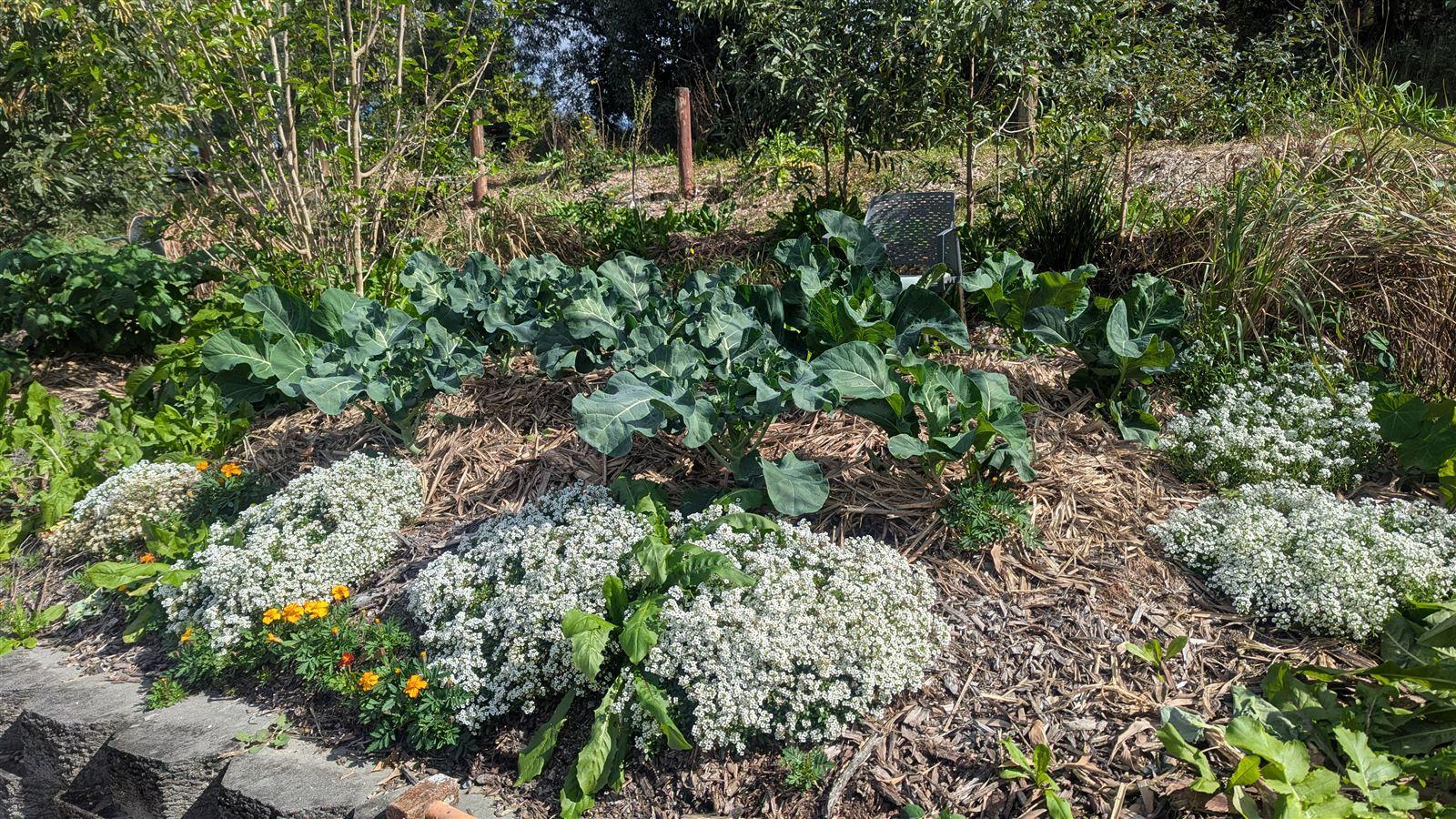 A thriving kitchen garden bed of brassicas edged with alyssum and marigolds