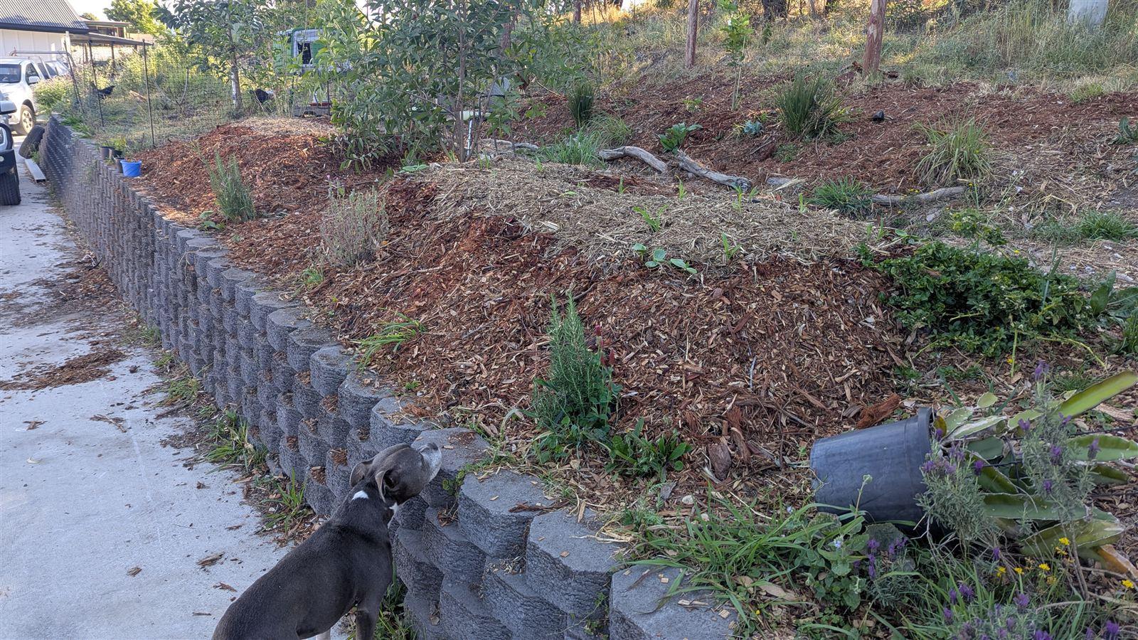 The same bed with seedlings emerging through the mulch