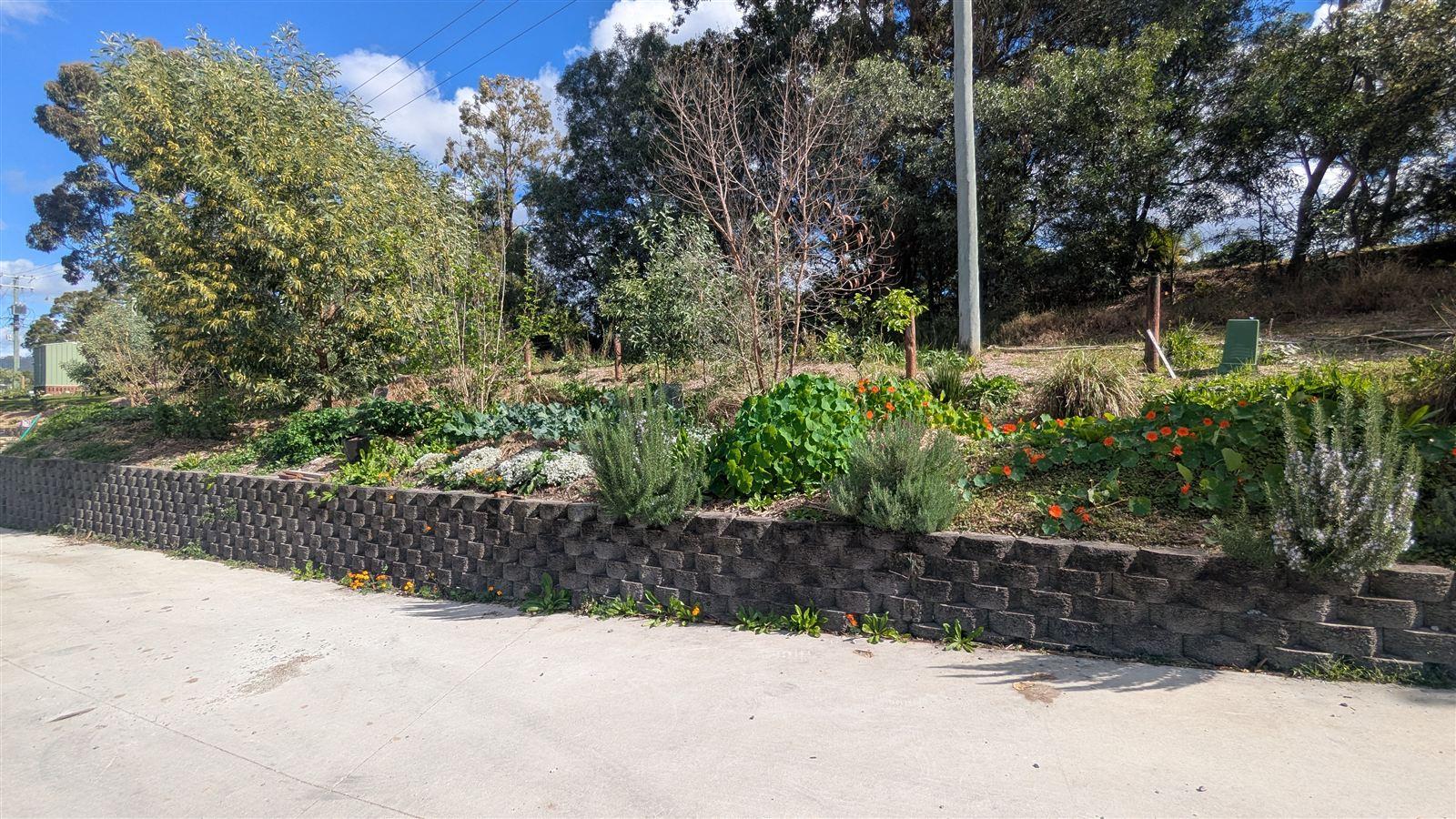 The same bed ten months later, thriving with rosemary, nasturtium, and marigolds
