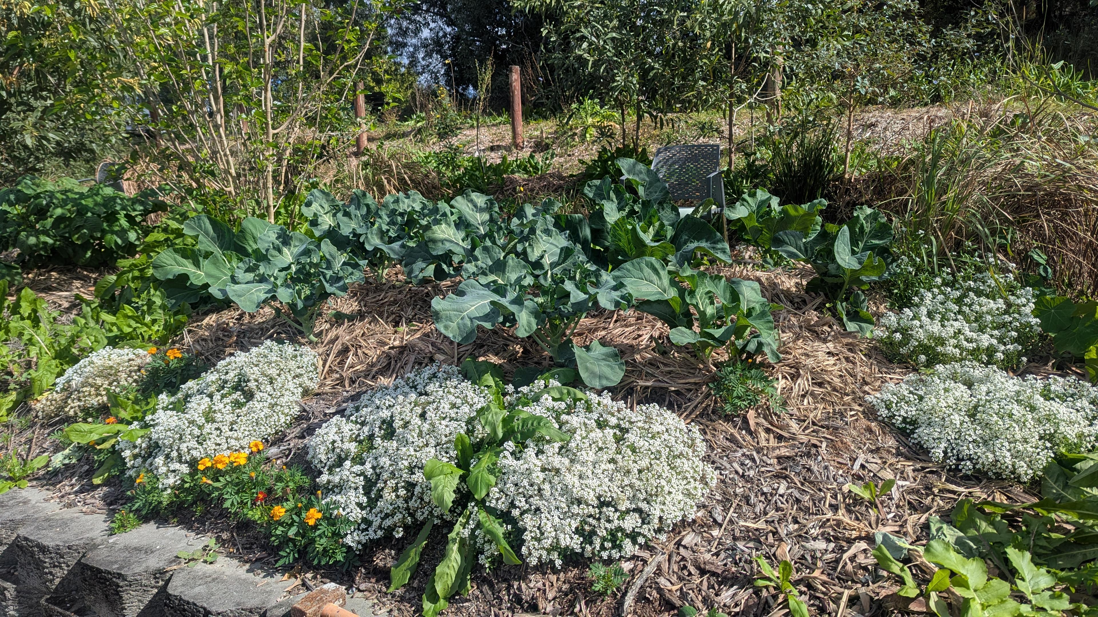 A thriving kitchen garden bed of brassicas edged with alyssum and marigolds