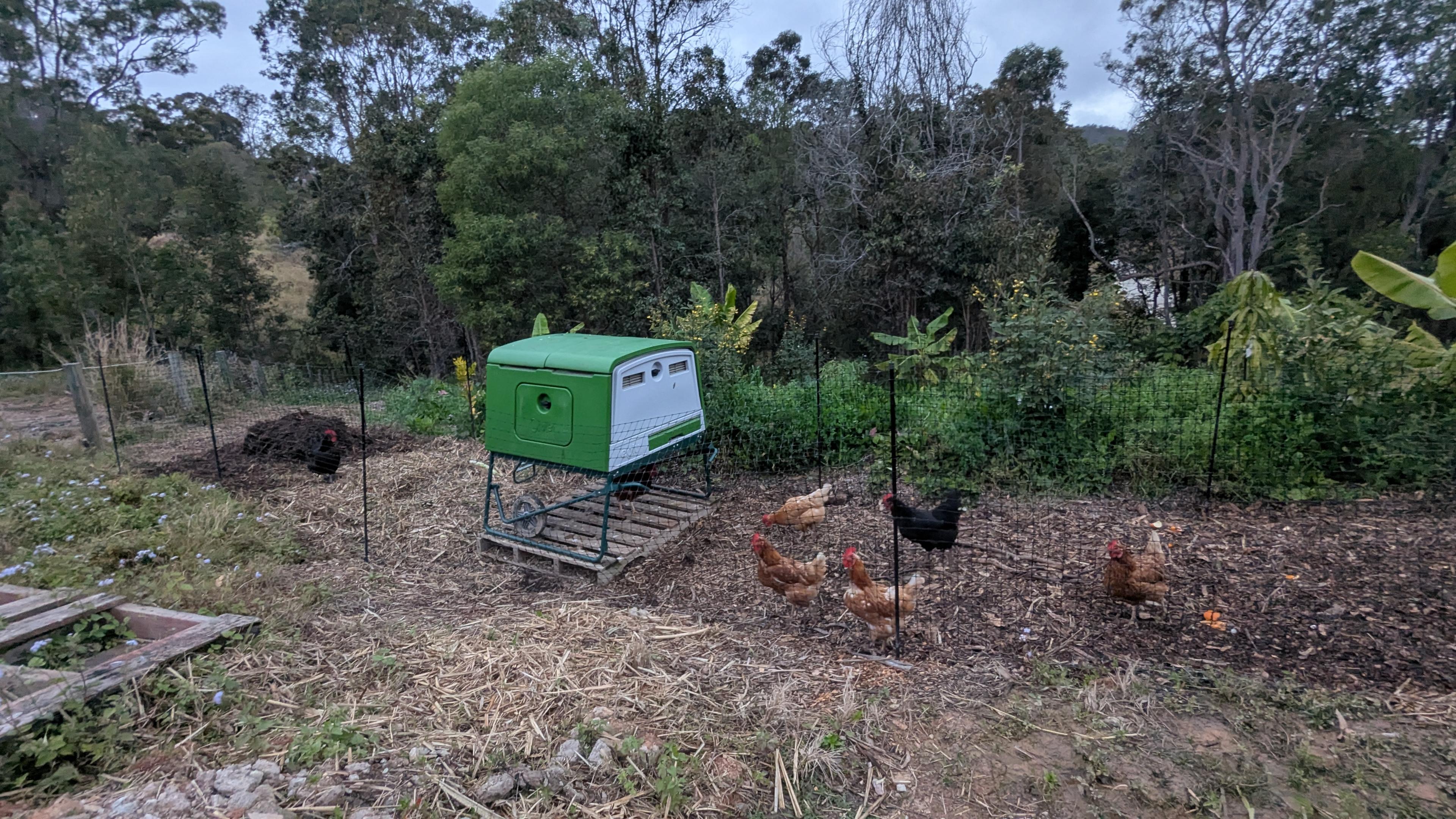 Hens free-ranging through the food forest at dusk