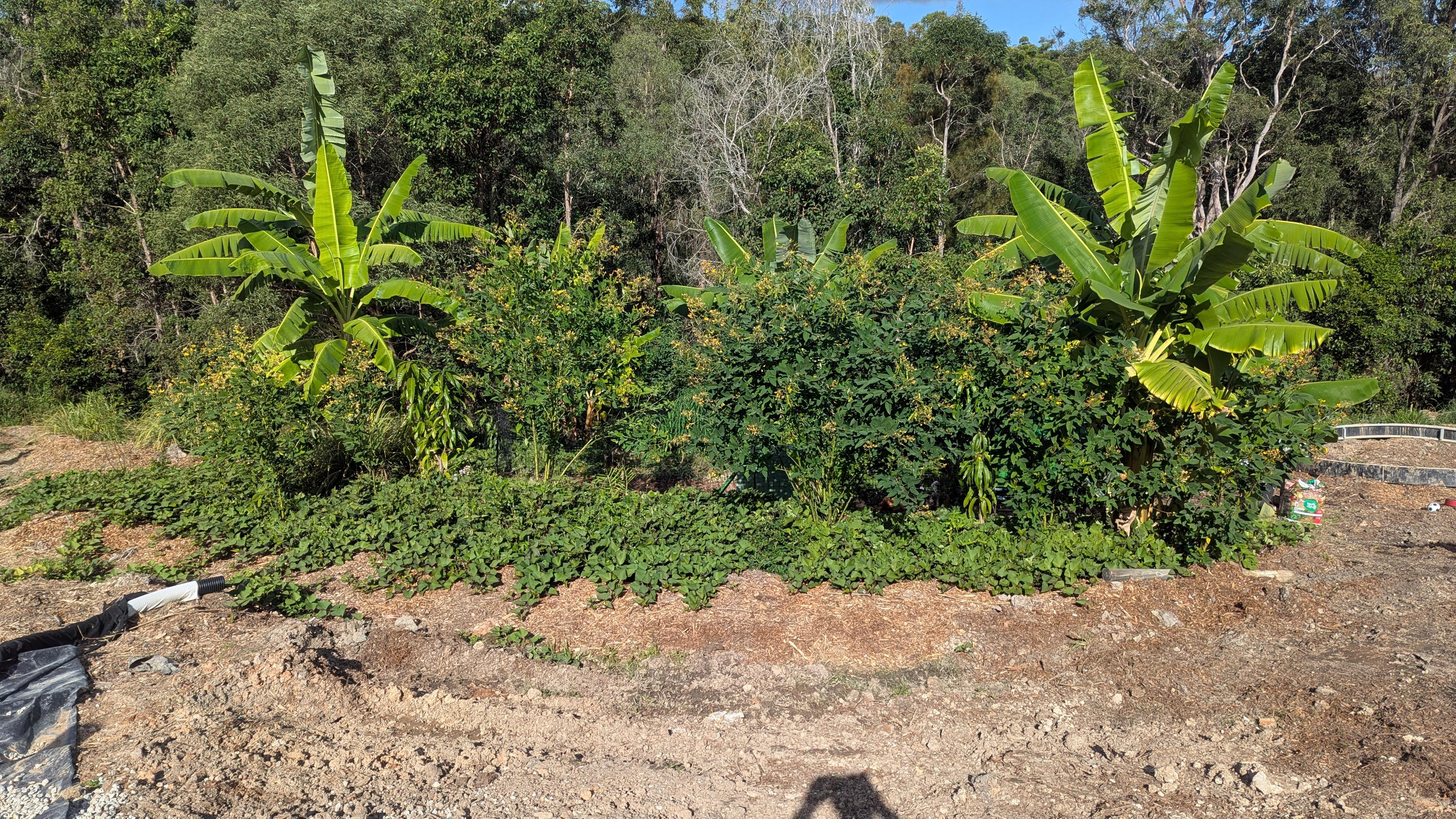 An established food-forest bank of banana, cassia, and sweet potato ground cover