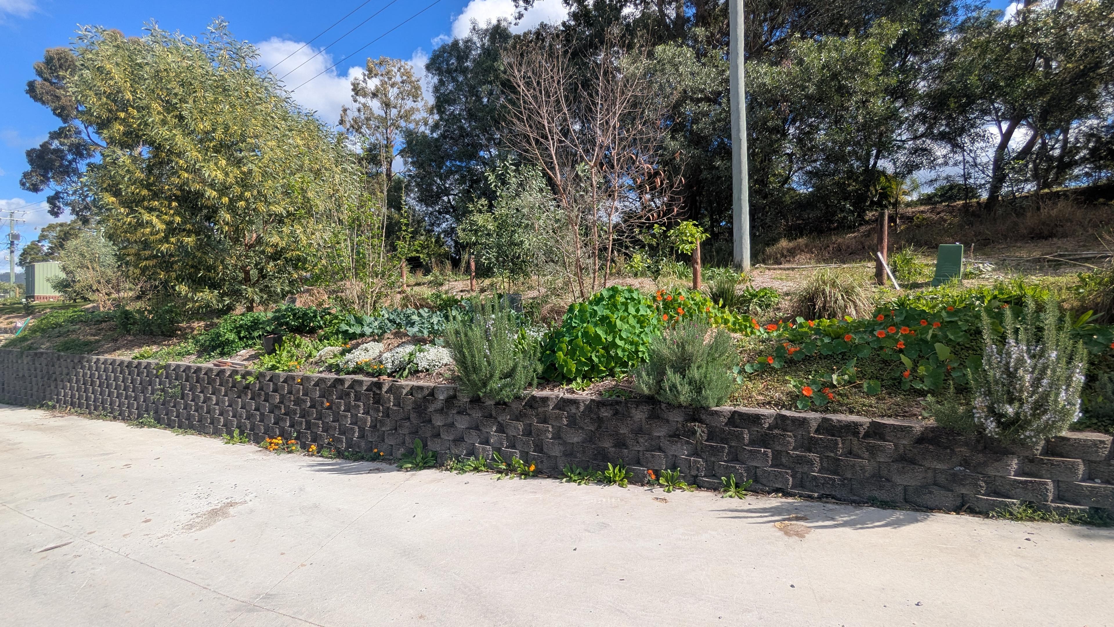 The terraced, productive garden banks along the driveway