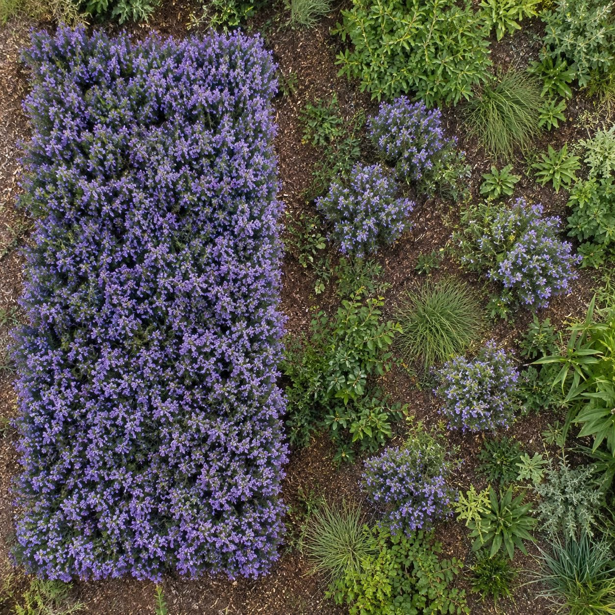 Overhead view of a garden bed. The left half is one solid block of a single flowering herb in full purple bloom. The right half is the same plant as isolated individuals scattered thinly through mixed green planting
