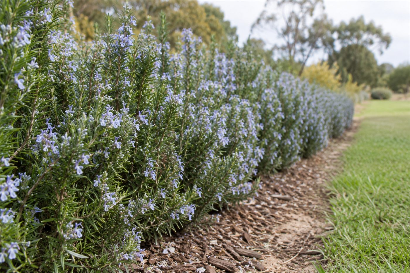 A low rosemary hedge in full pale blue flower, photographed along its length so it reads as a corridor running away from the camera