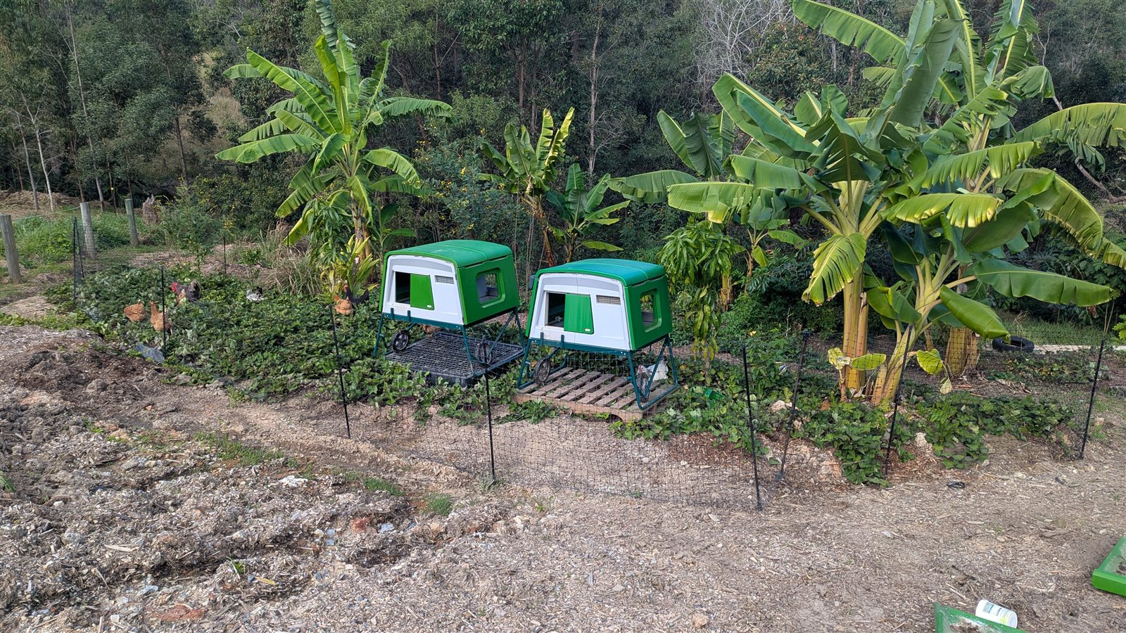 Two mobile chicken tractors parked among banana plants on the flat top of a swale