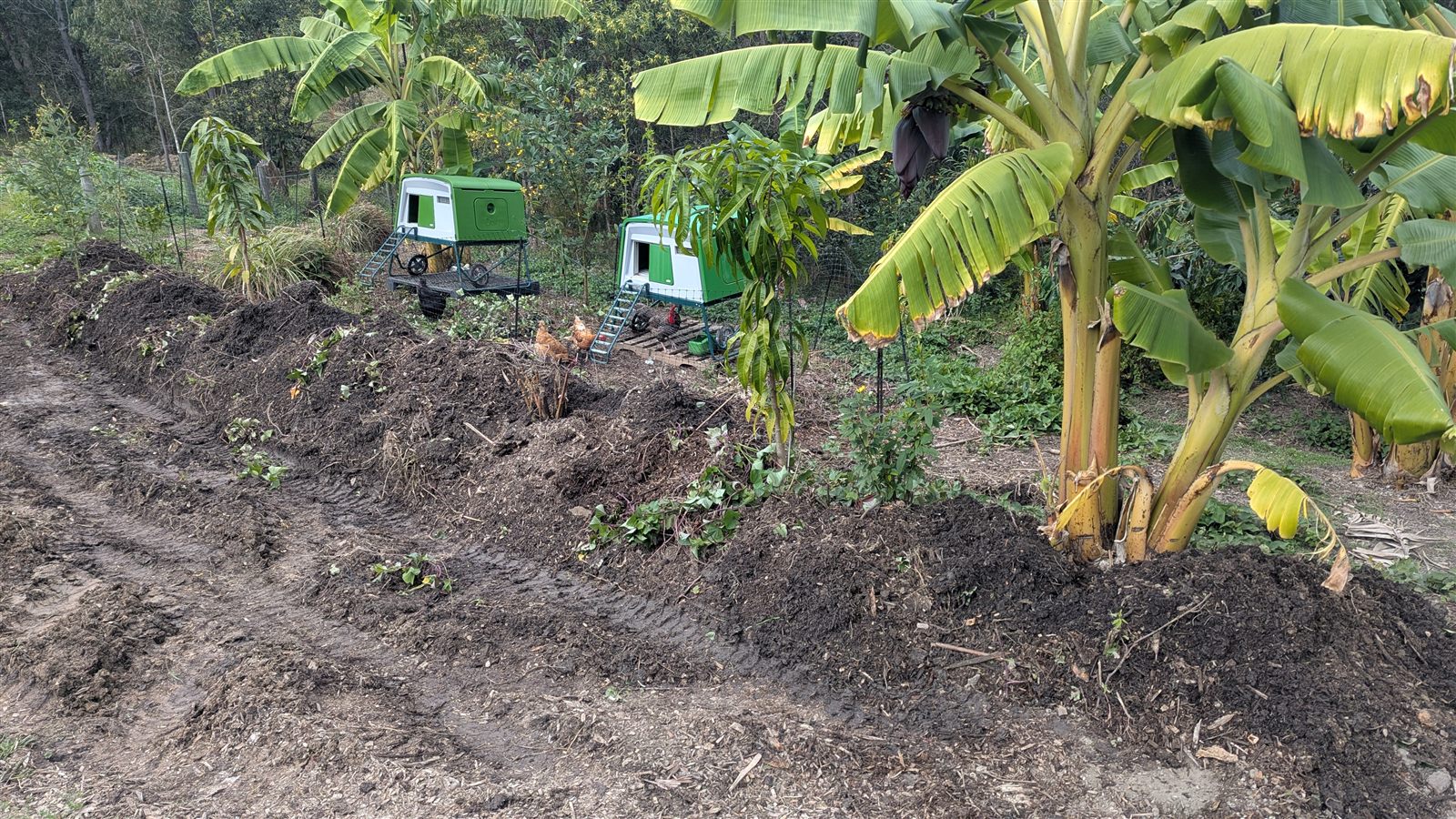 Fresh compost dumped and raked along the swale row, with the chicken tractors and banana canopy beyond