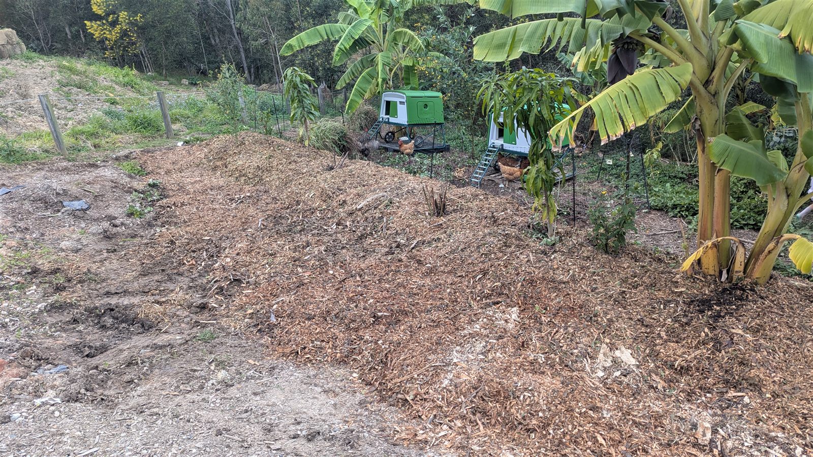 The same swale, finished with a thick layer of mulch and ready for the next round of rain and heat