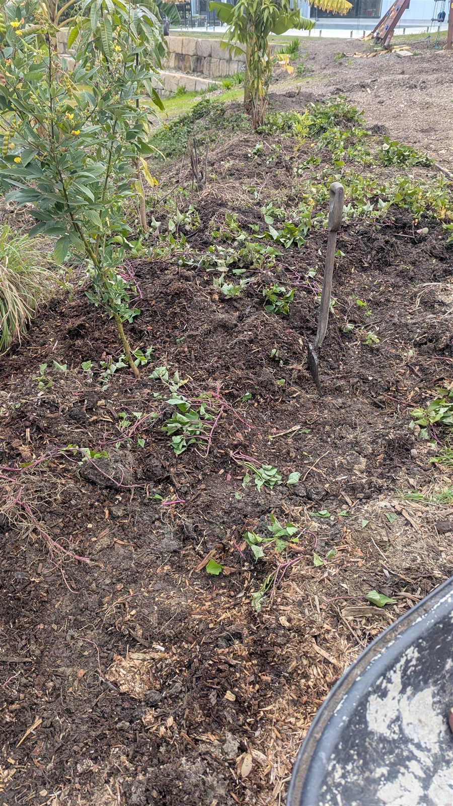 A pitchfork worked carefully through dark, living soil around sweet potato vine and young trees