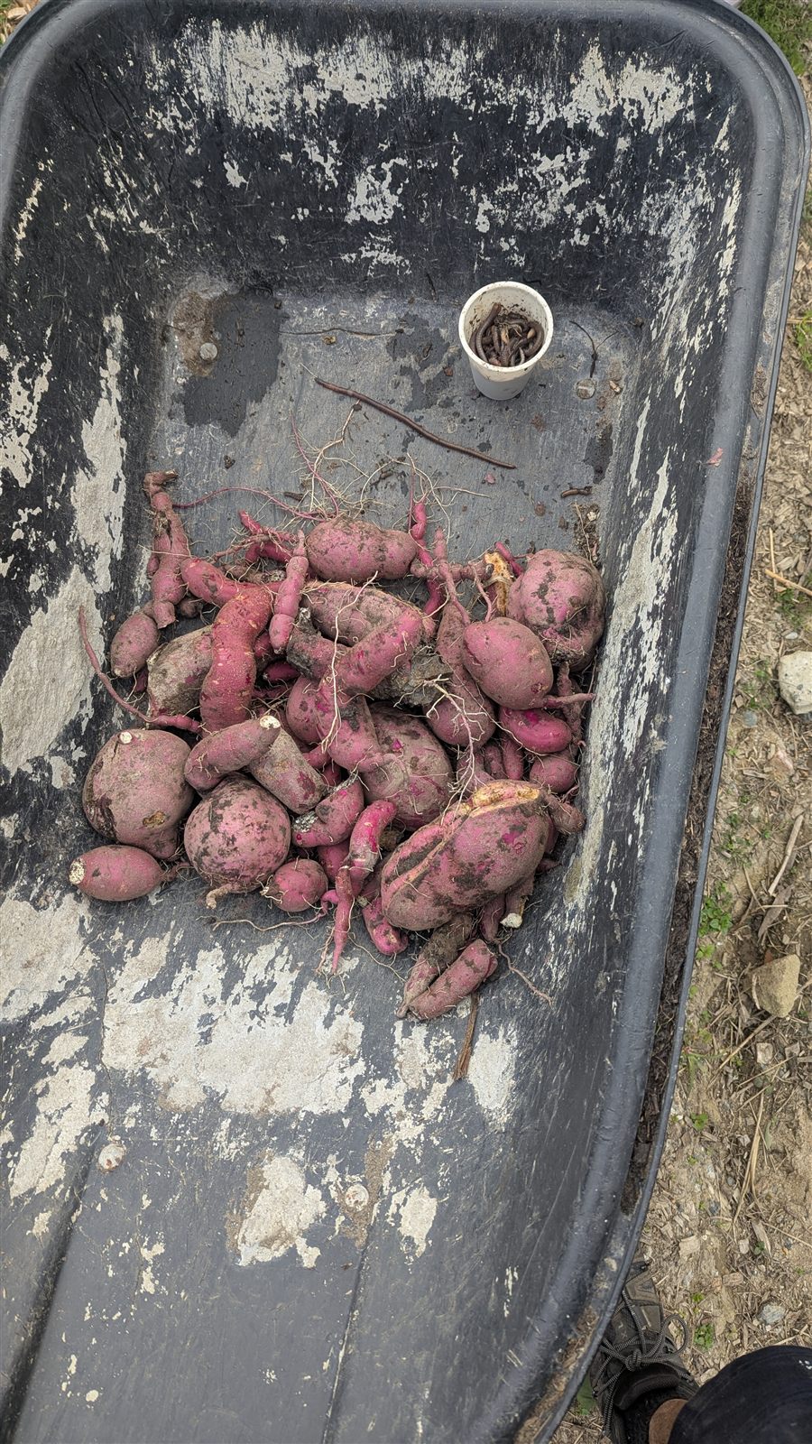 A wheelbarrow load of harvested sweet potato and a small cup of worms, the bonus from an afternoon of maintenance