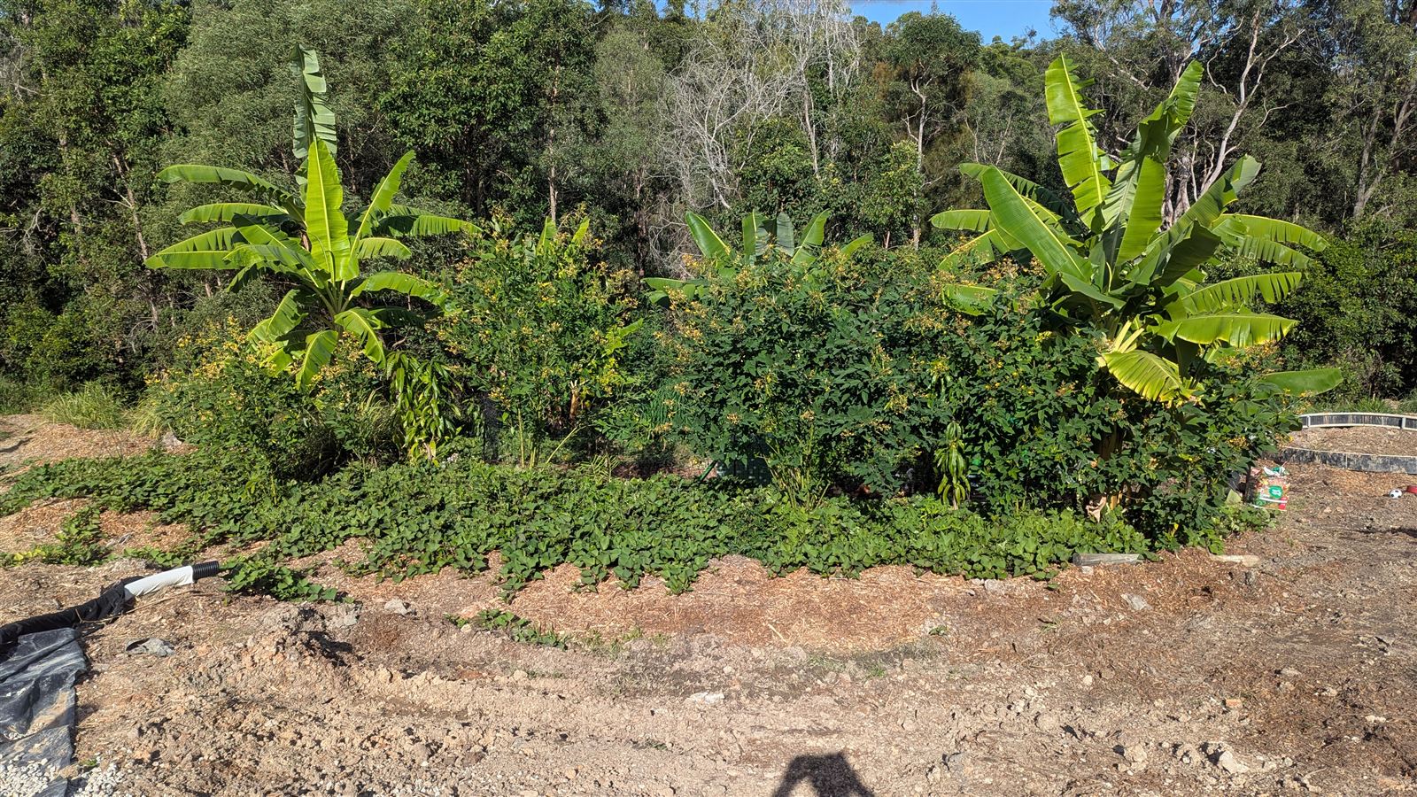 A productive row of banana, pigeon pea and sweet potato ground cover growing in the shelter of an established tree line behind it